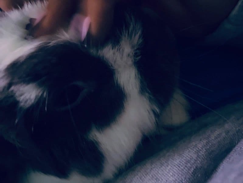 French Lop 1 year 1 month old male named Draco for sale in Harris County, Texas | Petmeetly