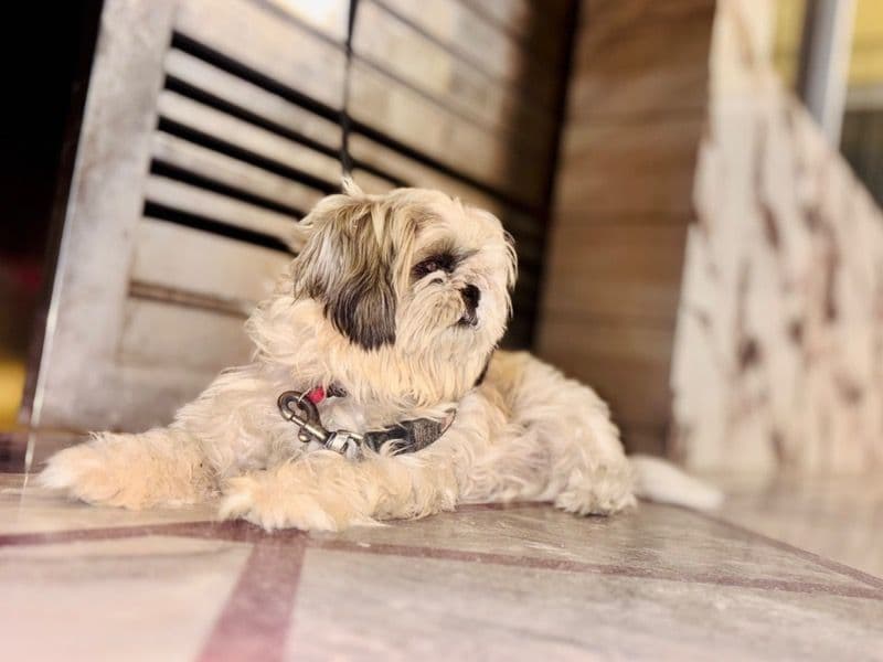 Shih Tzu 2 years 8 months old female small named Tokyo for breeding in Meerut Division, Uttar Pradesh | Petmeetly