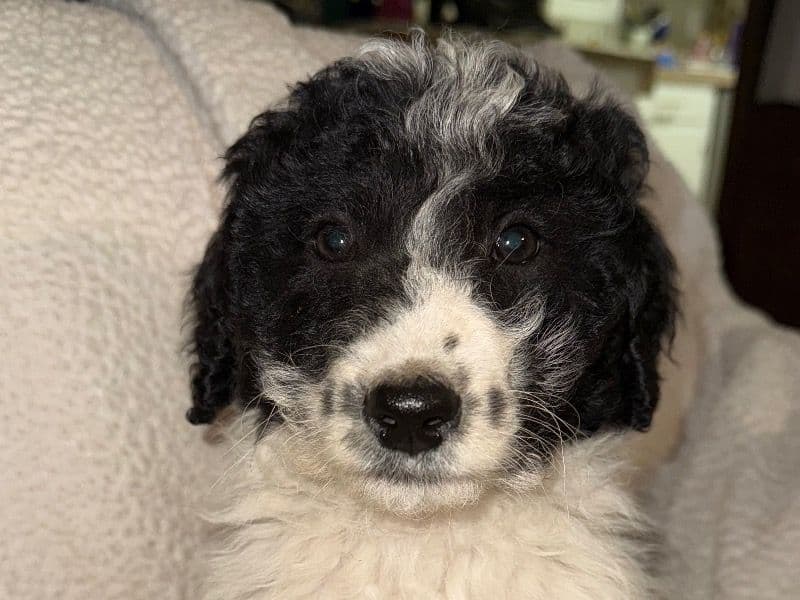 Labradoodle 2 months old female large named Zia for sale in Webster Parish, Louisiana | Petmeetly