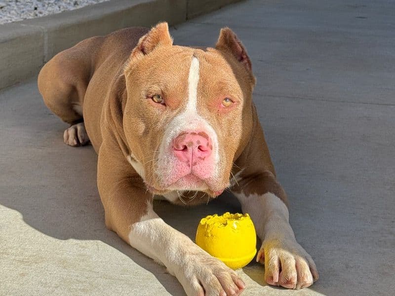 American Bully 2 years 4 months old male large named Ace for sale in Riverside County, California | Petmeetly
