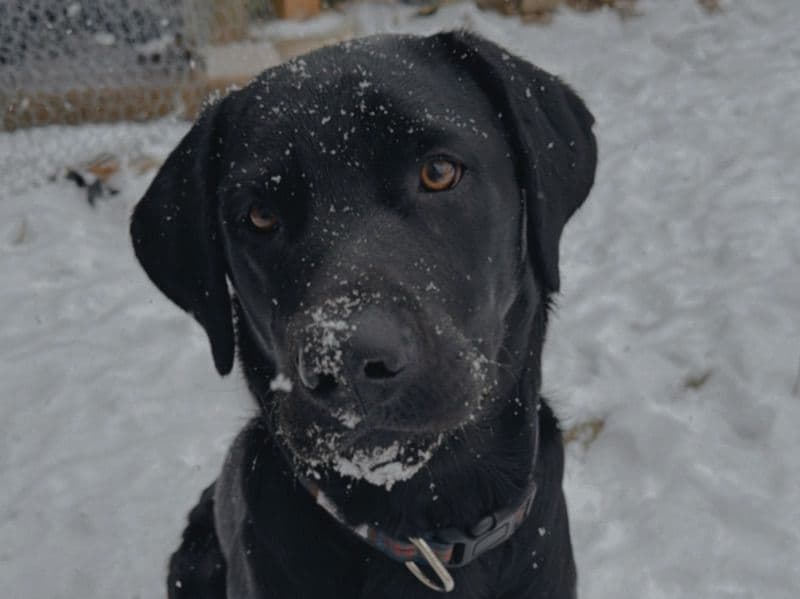Labrador Retriever 1 year 6 months old male large named Angus for breeding in Regional Municipality of Halton, Ontario | Petmeetly