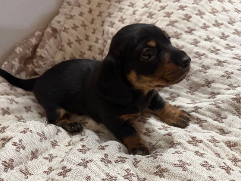 Tiny T primary photo