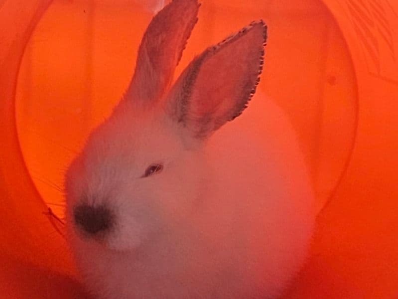 Californian 1 month old male named Fluffy for sale in Tarrant County, Texas | Petmeetly