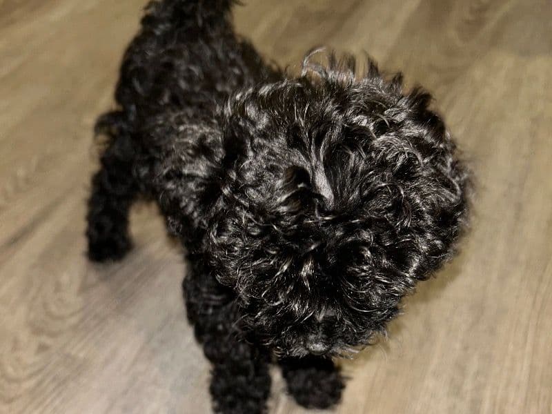 Maltipoo 2 months old female small named Button for sale in Newport News, Virginia | Petmeetly