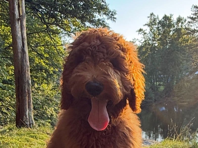 Hershel primary photo