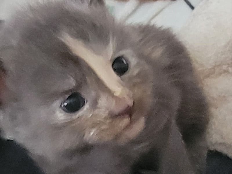 Maine Coon 1 month old female named Octavia for sale in Paulding County, Georgia | Petmeetly