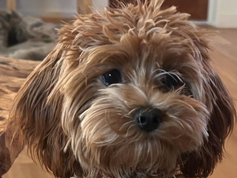 Miniature Poodle 1 year old female small named Joy for breeding in Yavapai County, Arizona | Petmeetly