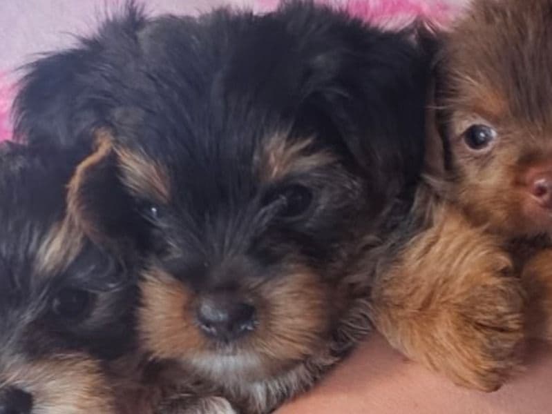 Yorkshire Terrier 2 months old male small named Teddy for sale in Brevard County, Florida | Petmeetly