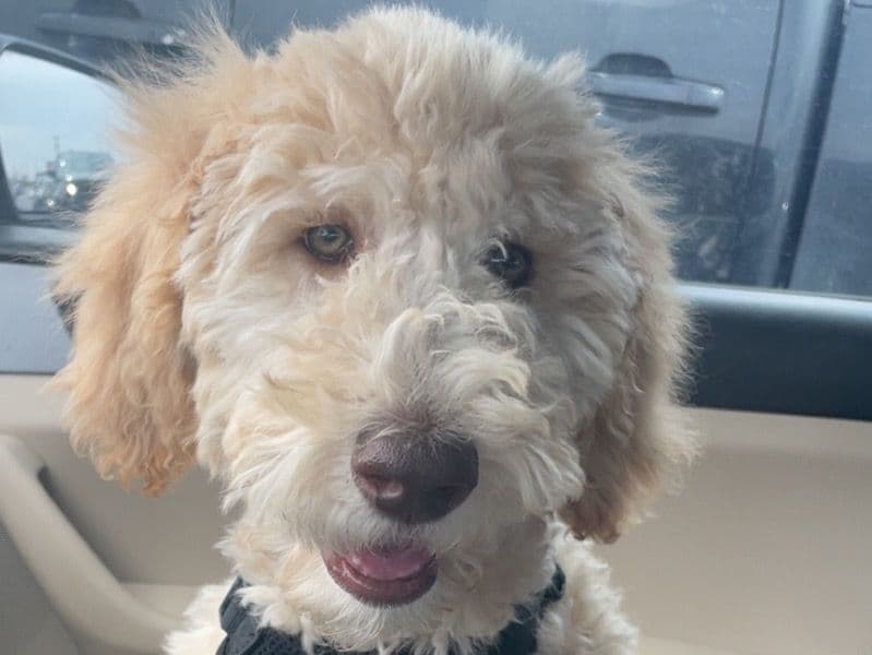 Goldendoodle 11 months old male medium named Kenzo for breeding in Ector County, Texas | Petmeetly
