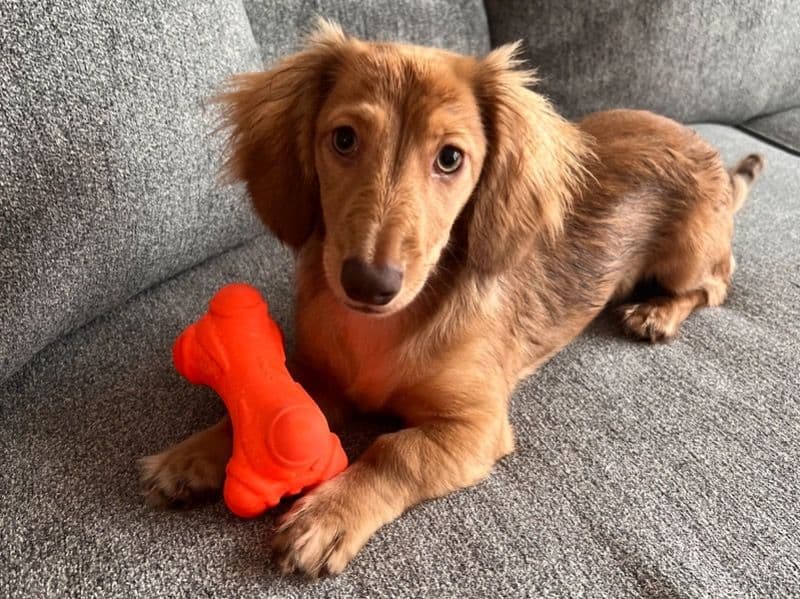 Miniature Dachshund 4 years 1 month old male small named Peanut for breeding in Hall County, Georgia | Petmeetly