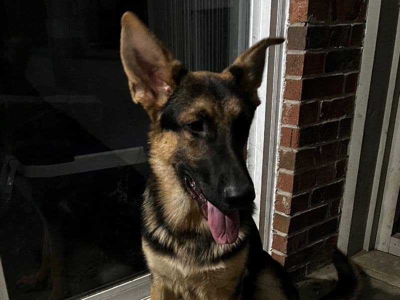 Max primary photo