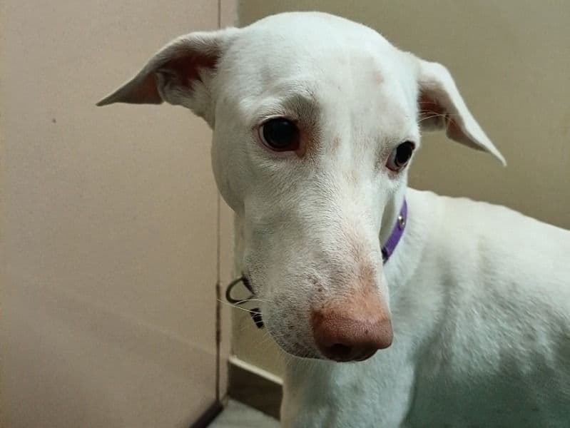 Rajapalayam 2 years 10 months old male medium named Chetak for breeding in Chennai, Tamil Nadu | Petmeetly