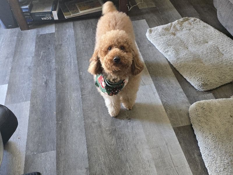 Poodle 3 years 5 months old male medium named Puff for breeding in Tate County, Mississippi | Petmeetly