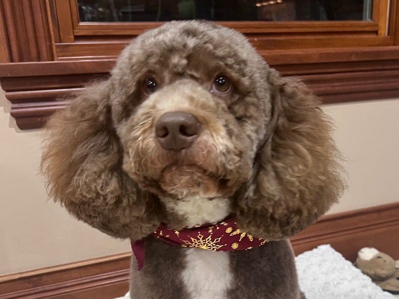 Australian Labrodoodle 4 years old male medium named Tuffy for breeding in King County, Washington | Petmeetly
