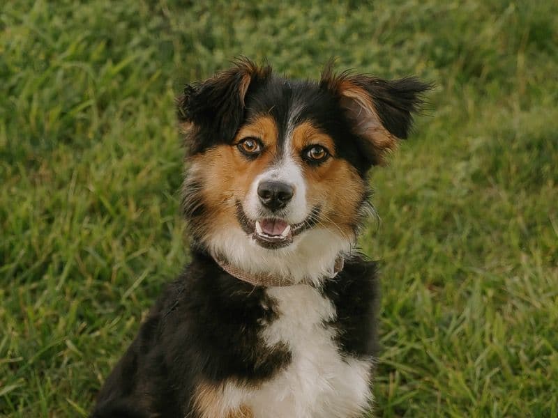 Nova primary photo