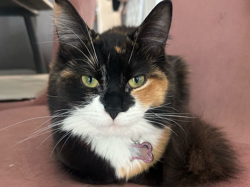 Luna primary photo