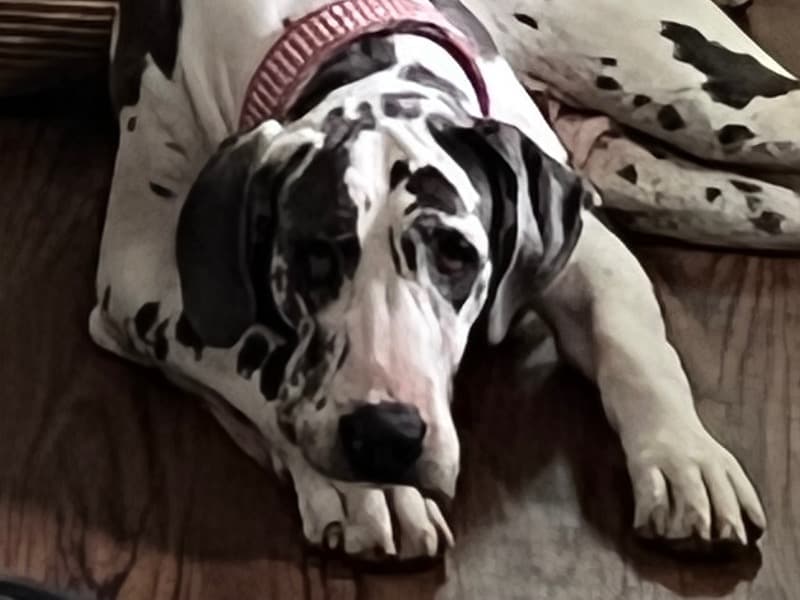 Jen  - Great Dane success story
