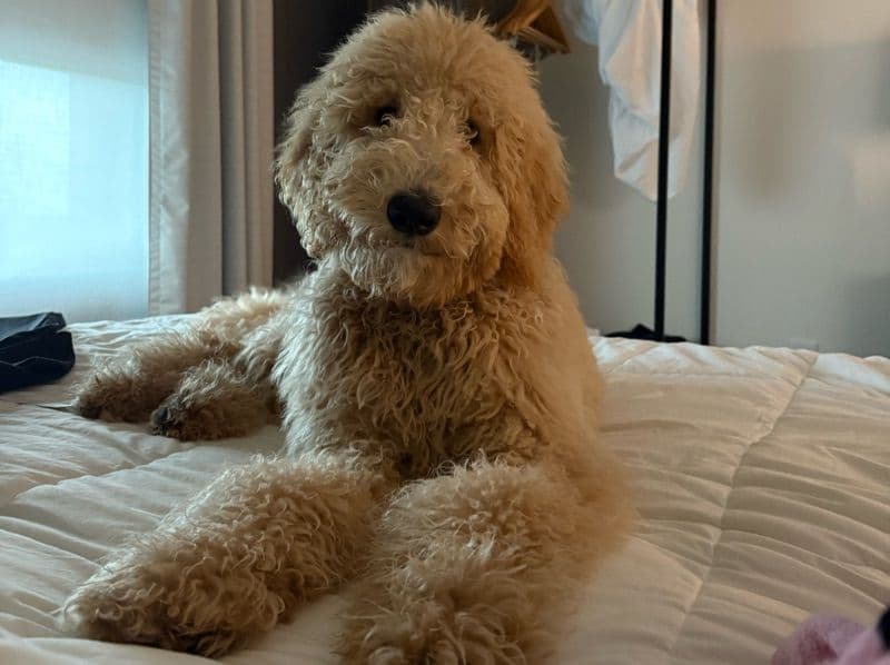 Standard Poodle 1 year 1 month old male medium named Marsh for breeding in Orange County, Florida | Petmeetly