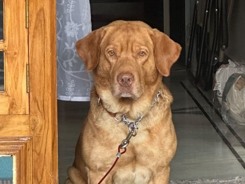 Chesapeake Bay Retriever 5 years 5 months old male large named Dollar for breeding in Hyderabad, Telangana | Petmeetly