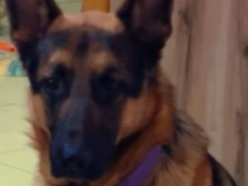 Czech German shepherd 1 year 10 months old male large named Tyson for breeding in Gurgaon Division, Haryana | Petmeetly