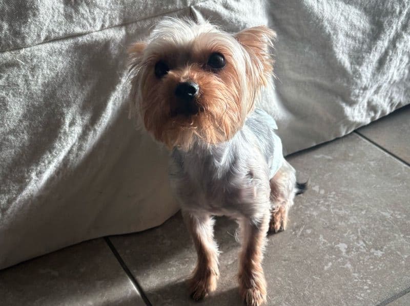 Dobby primary photo