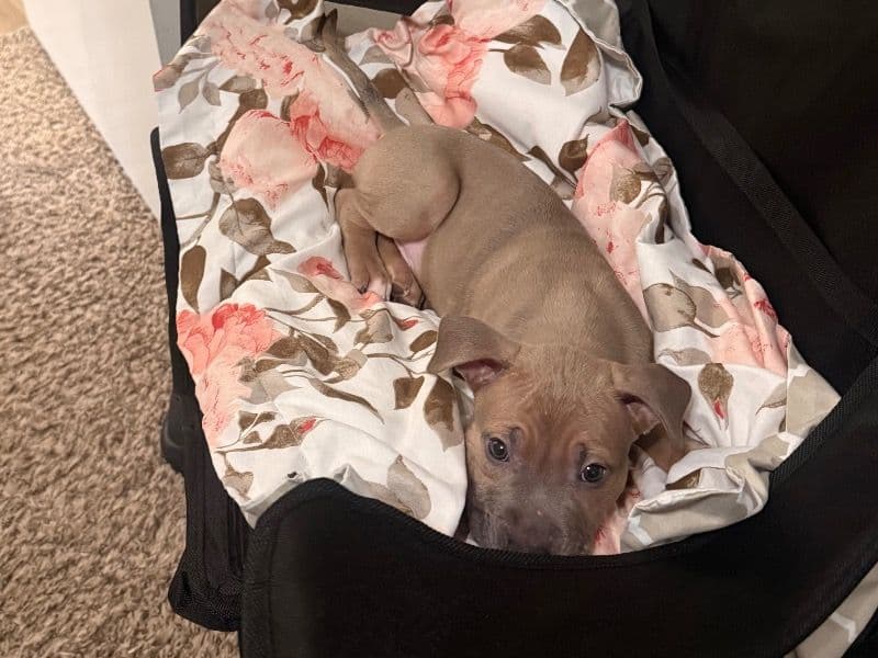 American PitBull Terrier 2 months old male small named Claude for sale in Harris County, Texas | Petmeetly