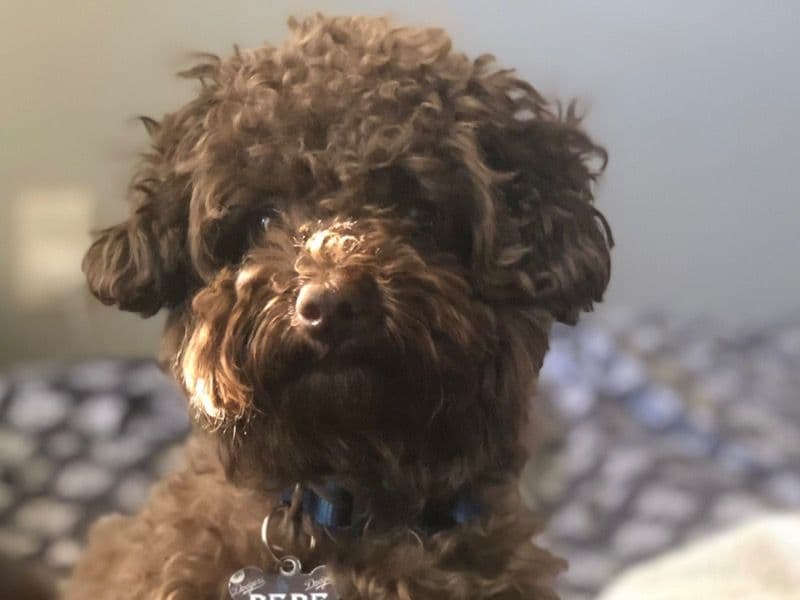Pepe primary photo