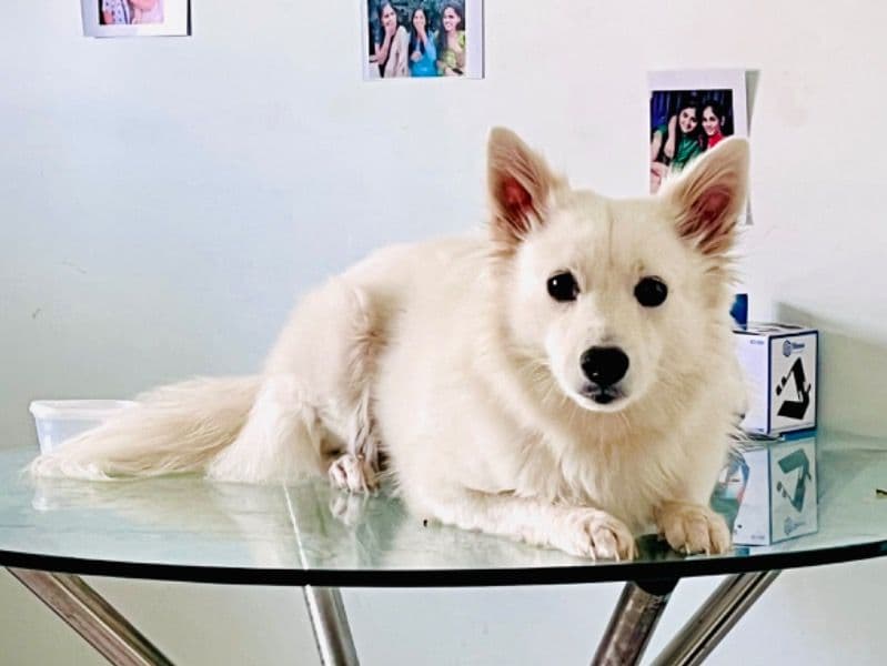 Pomeranian 4 years 3 months old male medium named Kristy for breeding in Chennai, Tamil Nadu | Petmeetly