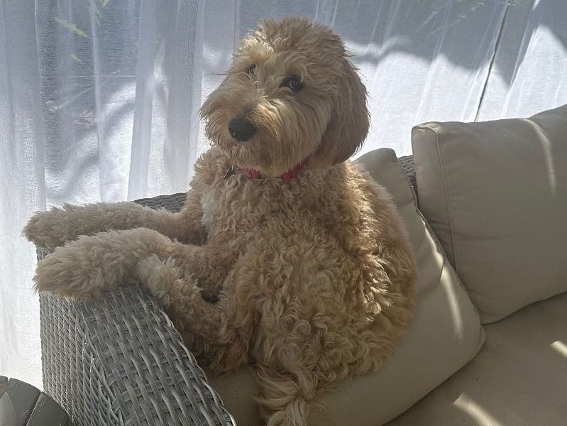 Goldendoodle 2 years 8 months old female medium named Maxine for breeding in Riverside County, California | Petmeetly
