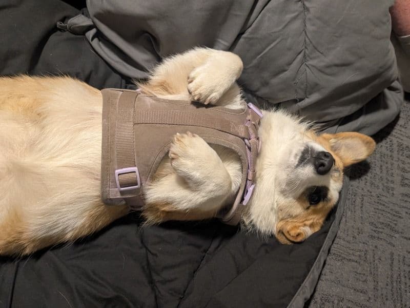 Corgi 1 year old female medium named Nutter Butters for breeding in Clallam County, Washington | Petmeetly