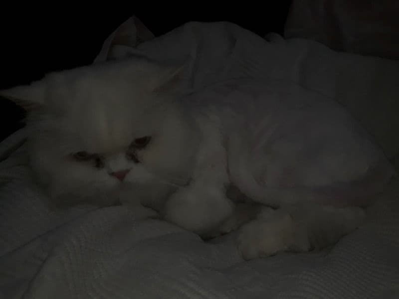 Egyptian Mau 1 month old male named Lolo for sale | Petmeetly