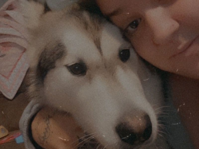 Alaskan Malamute 1 year old female medium named Mickey for sale in Mount Carmel, Pennsylvania | Petmeetly