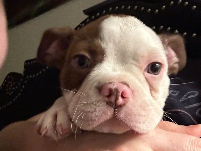 Boston Terrier 2 months old male small named No Name for sale in Fairview, Tennessee | Petmeetly