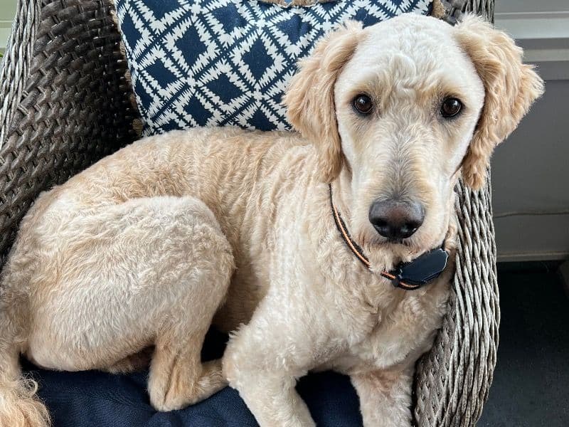 Goldendoodle 2 years 11 months old male large named Tucker for breeding in Grainger County, Tennessee | Petmeetly
