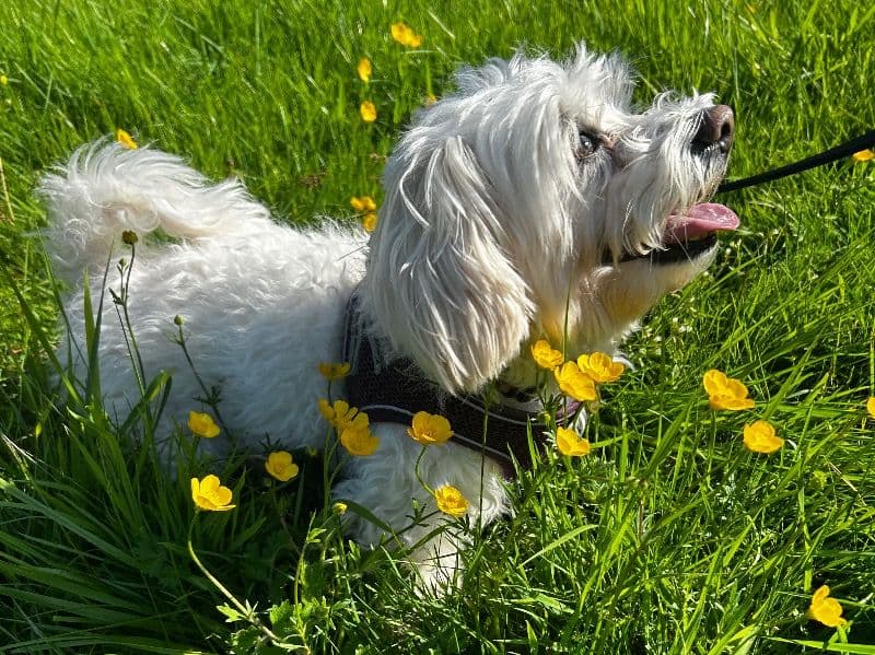 Maltese 7 years 8 months old male small named Snowy for breeding in Swansea, Wales | Petmeetly