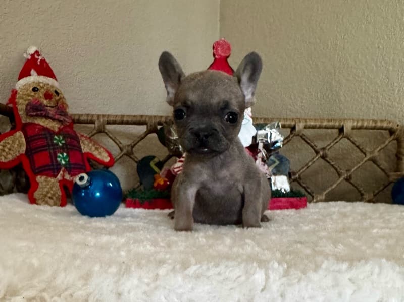French Bulldog 2 months old female small named Gumdrop for sale in Los Angeles County, California | Petmeetly