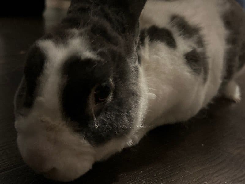 Chunky primary photo