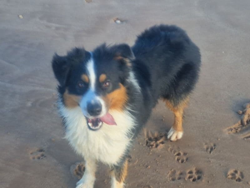 Australian Shepherd 2 years old male large named Bruce for breeding in England | Petmeetly