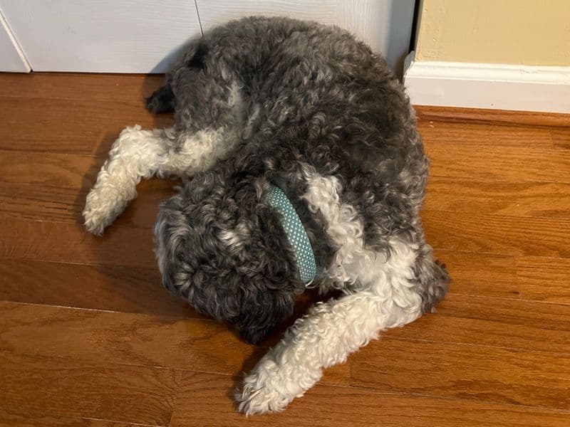 Cockapoo 5 years 5 months old female medium named Pepper for breeding in Anne Arundel County, Maryland | Petmeetly