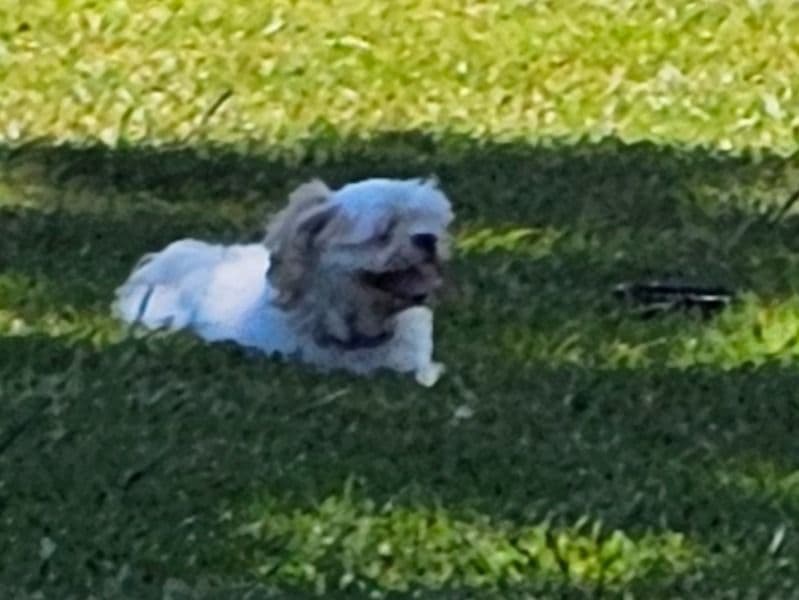 Teacup Shih Tzu 6 years 4 months old female small named Linda for breeding in Rockdale County, Georgia | Petmeetly