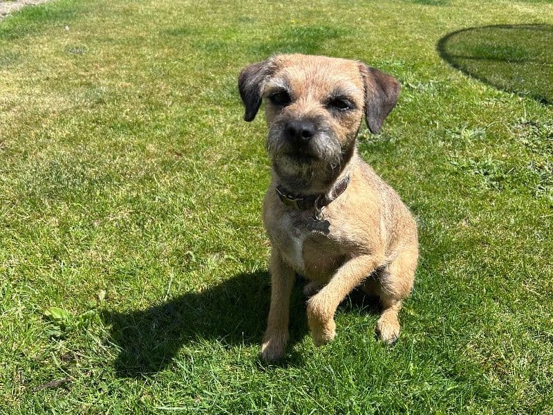 Lola primary photo