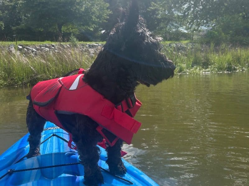 Scottish Terrier 1 year 3 months old male small named Enzo for breeding in York County, Pennsylvania | Petmeetly