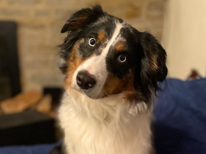 Australian Shepherd 2 years 1 month old female medium named Skye for breeding in York County, Pennsylvania | Petmeetly