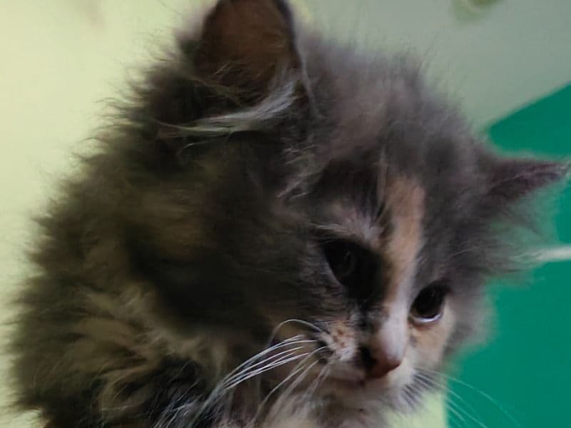 Persian 4 months old female named Katty for breeding in Saharanpur Division, Uttar Pradesh | Petmeetly