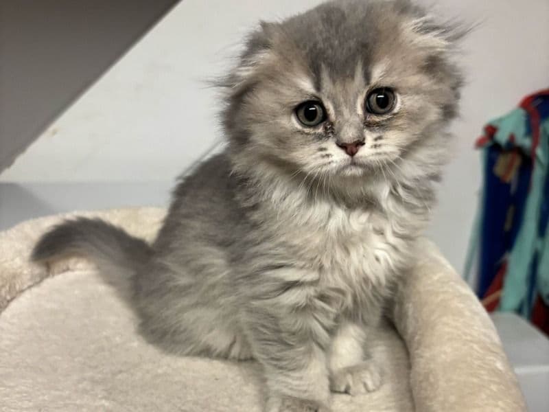 Scottish Fold 2 months old female named Lemon for sale in New York, New York | Petmeetly