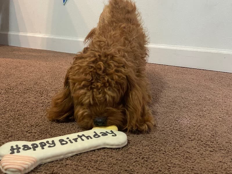 Mini Golden Doodle 3 years 9 months old female small named Sky for breeding in Marion County, Florida | Petmeetly