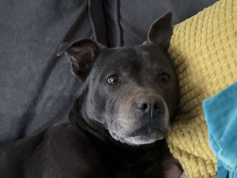 Staffordshire Bull Terrier 5 years 8 months old female medium named Bluebell for breeding in Hertfordshire, England | Petmeetly