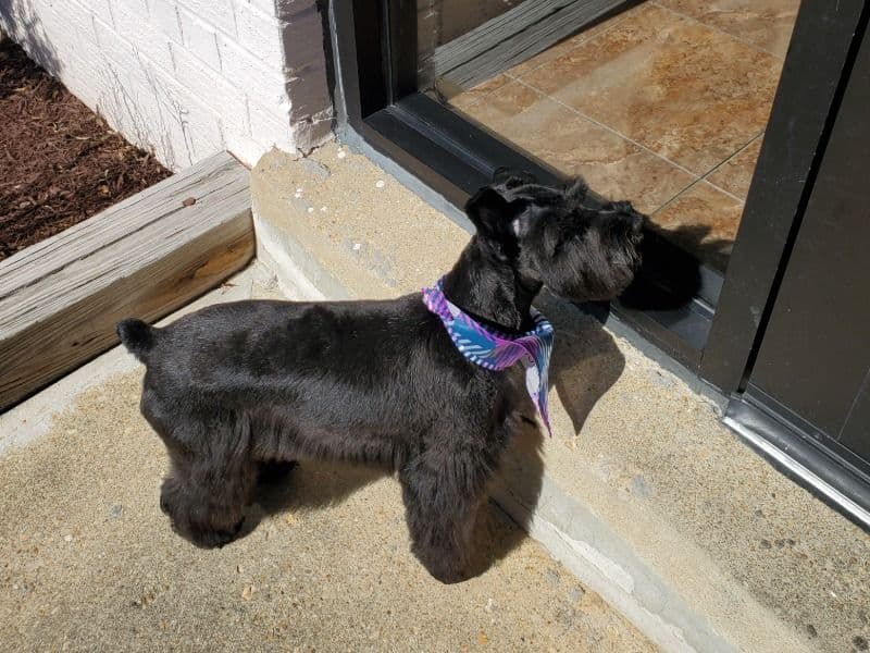 Roxy primary photo