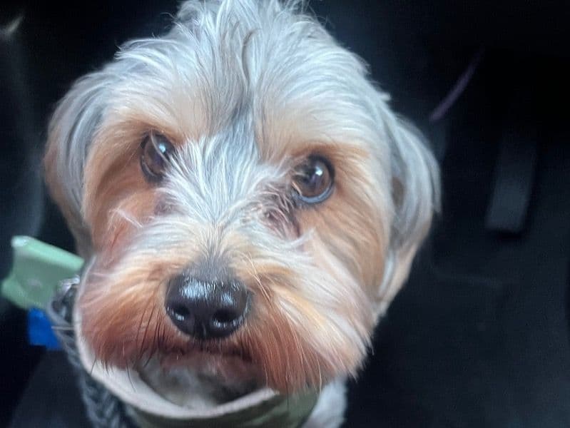 Yorkipoo 3 years 3 months old male medium named Ace for breeding in Los Angeles County, California | Petmeetly