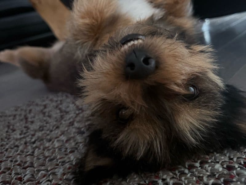 Shih Tzu 5 years old male small named Rocky for breeding in Regional Municipality of Halton, Ontario | Petmeetly